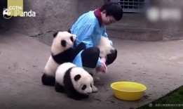 熊猫饲养员最新爆料信息,饲养员最新爆料揭示国宝日常